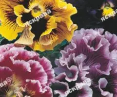 Viola Double mix 0.1 g, Flower seeds, 20 pcs.
