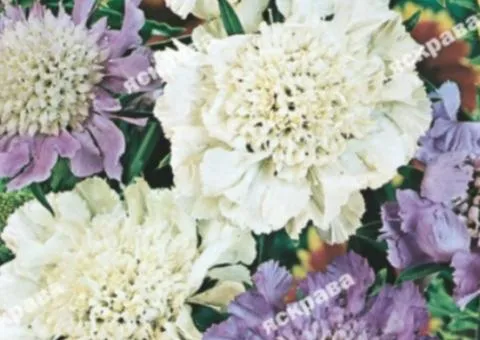 Scabiosa hybrid 0.1 g, Flower seeds, 20 pcs.