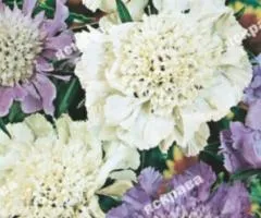 Scabiosa hybrid 0.1 g, Flower seeds, 20 pcs.