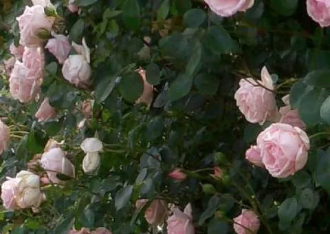 Climbing rose New Dawn class A, Seedlings, 8 pcs.