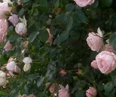Climbing rose New Dawn class A, Seedlings, 8 pcs.