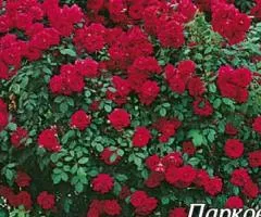 Park rose Tornado class AA, Seedlings, 6 pcs.