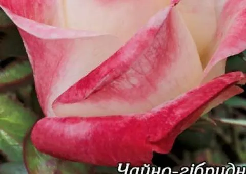 Rose ch/g Blush class AA, Seedlings, 6 pcs.