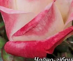 Rose ch/g Blush class AA, Seedlings, 6 pcs.