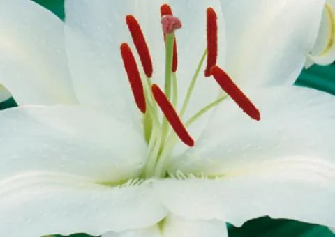 Oriental lily Simplon 12/14, Bulbs and corms, 10 pcs