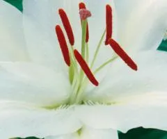 Oriental lily Simplon 12/14, Bulbs and corms, 10 pcs