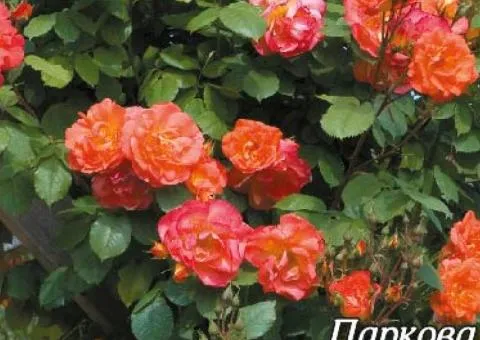 Park rose Westerland class A, seedlings, 8 pcs.
