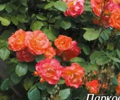 Park rose Westerland class A, seedlings, 8 pcs.