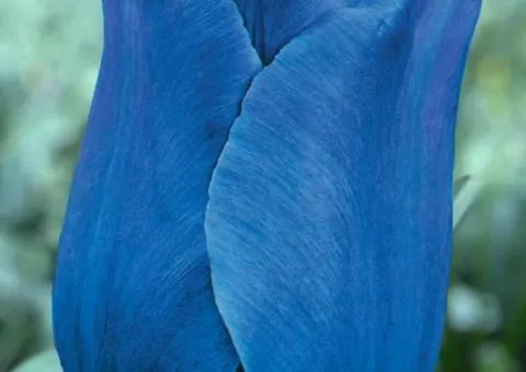 Tulip Triumph Blue Aimable 10/11, Bulbs and Corms, 30 pcs.