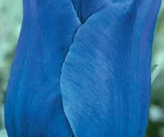 Tulip Triumph Blue Aimable 10/11, Bulbs and Corms, 30 pcs.