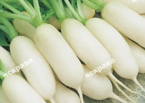 Редиска Льодяна бурулька 3 г, Семена овощей, 20 шт.