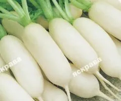 Редиска Льодяна бурулька 3 г, Семена овощей, 20 шт.