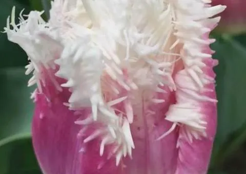 Tulip Fringed Siesta 10/11, Bulbs and Tubers, 30 pcs