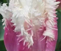 Tulip Fringed Siesta 10/11, Bulbs and Tubers, 30 pcs