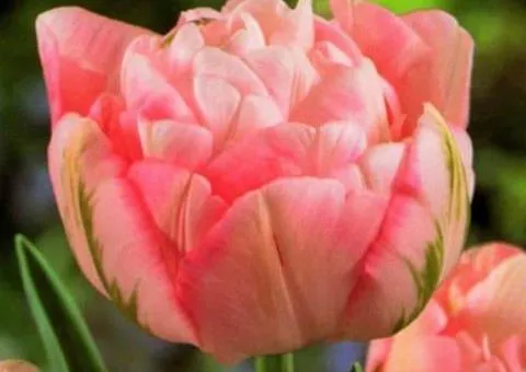 Tulip Double + Multi-flowered Peach Blossom 10/11, Bulbs and Onions, 30 pcs.