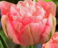 Tulip Double + Multi-flowered Peach Blossom 10/11, Bulbs and Onions, 30 pcs.