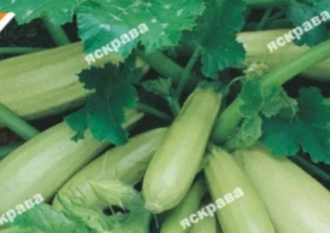 Кабачок кустовой Чаклун 3 г, Семена овощей, 20 шт.