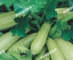Кабачок кустовой Чаклун 3 г, Семена овощей, 20 шт.