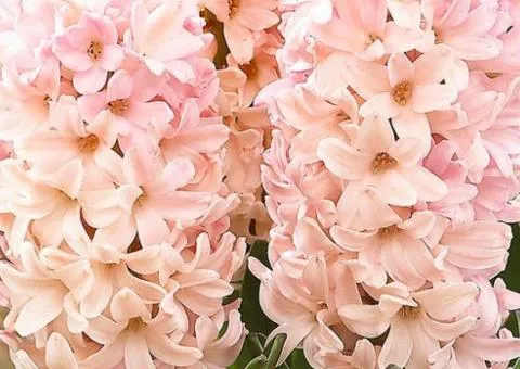 Hyacinth Apricot Passion 14/15, Bulbs and Corms, 30 pcs