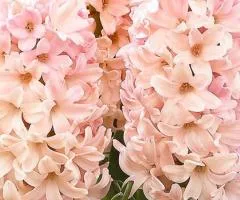 Hyacinth Apricot Passion 14/15, Bulbs and Corms, 30 pcs