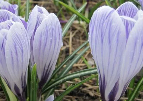 Crocus large-flowered King of the Striped 7/8, Bulbs and corms, 75 pcs.