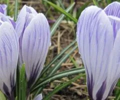 Crocus large-flowered King of the Striped 7/8, Bulbs and corms, 75 pcs.