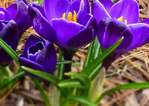 Crocus large-flowered Negro Boy 7/8, Bulbs and corms, 75 pcs.