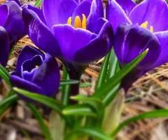 Crocus large-flowered Negro Boy 7/8, Bulbs and corms, 75 pcs.
