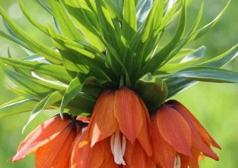 Fritillaria Avrora 18/20, Bulbs and corms, 3 pcs.