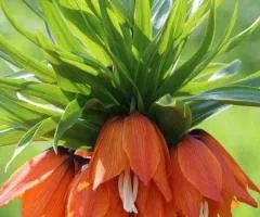 Fritillaria Avrora 18/20, Bulbs and corms, 3 pcs.