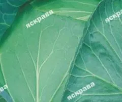 Капуста білокачанна Подарунок 0.5 г, Насіння овочів, 20 шт.