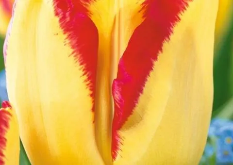 Tulip Triumph Banja Luka 10/11, Bulbs and corms, 30 pcs.