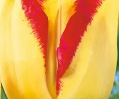 Tulip Triumph Banja Luka 10/11, Bulbs and corms, 30 pcs.