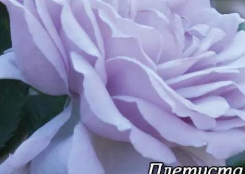 Climbing rose Blue Moon class AA, Seedlings, 6 pcs.