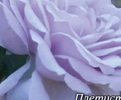 Climbing rose Blue Moon class AA, Seedlings, 6 pcs.