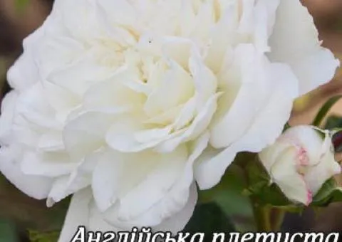 Climbing English rose "Shining Bride" class AA, Seedlings, 6 pcs.