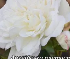 Climbing English rose "Shining Bride" class AA, Seedlings, 6 pcs.