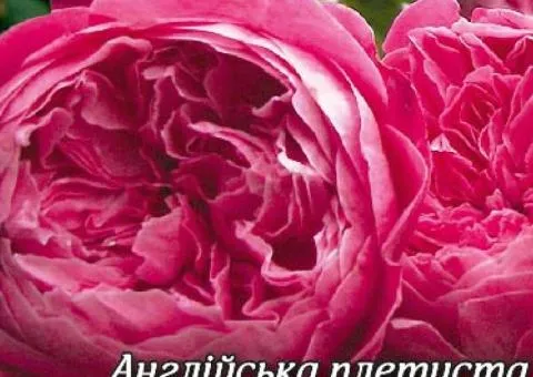 English Climbing Rose 'Sweet Kiss' Class AA, Seedlings, 6 pcs.