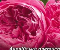 English Climbing Rose 'Sweet Kiss' Class AA, Seedlings, 6 pcs.