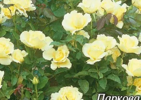 Park rose Consuella class AA, Seedlings, 6 pcs.