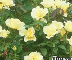 Park rose Consuella class AA, Seedlings, 6 pcs.