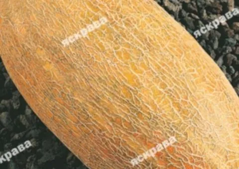 Melon Caramel 1 g, Vegetable Seeds, 20 pcs.