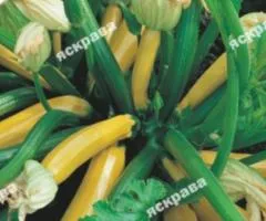 Кабачок кустовой Свитоозар 3 г, Семена овощей, 20 шт.