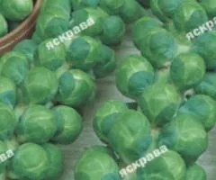 Капуста брюсельська Гронінгер (пізня) 0.5 г, Насіння овочів, 20 шт.