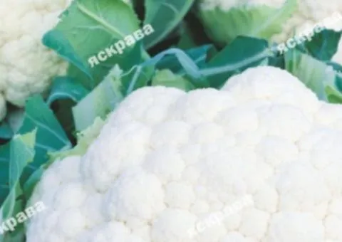 Cauliflower Pioneer (ultra-early) 0.3 g, Vegetable seeds, 20 pcs.