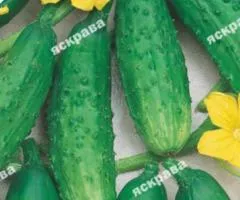 Огірок Крак F1 0.5 г, Насіння овочів, 20 шт.