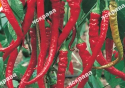 Hot pepper Rokita 0.3 g, Vegetable seeds, 20 pcs