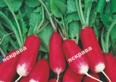 Редиска Богиня 3 г, Насіння овочів, 20 шт.