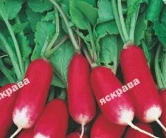 Редиска Богиня 3 г, Семена овощей, 20 шт.