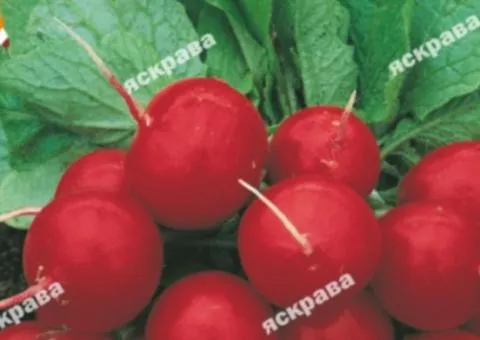 Редиска Заря 3 г, Насіння овочів, 20 шт.